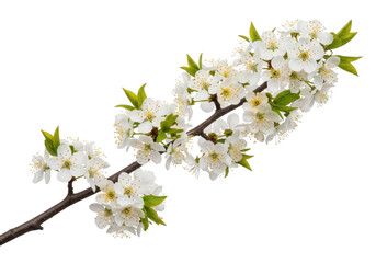 Obraz premium Blooming white flowers on a tree branch with green leaves isolated on transparent background