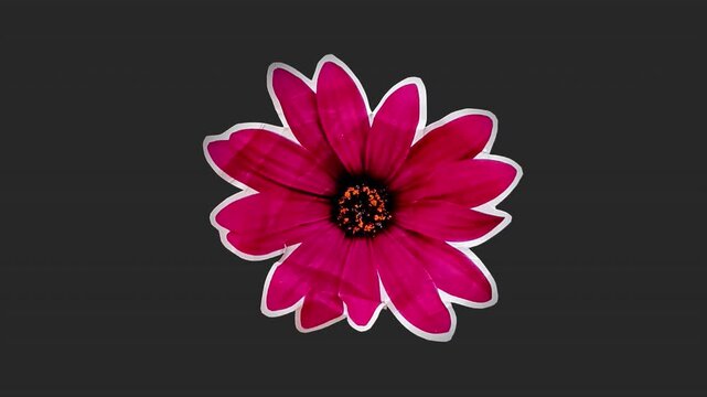 A drag and drop overlay of a stop motion style flat paper flower that folds outwards to settle in place as if unfolding from creased crunched up paper.

