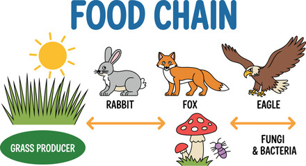 Educational food chain vector illustration showing grass producer, rabbit, fox, eagle and fungi decomposers with arrows for kids science poster