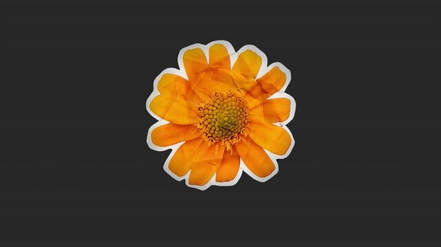 A drag and drop overlay of a stop motion style flat paper flower that folds outwards to settle in place as if unfolding from creased crunched up paper.
