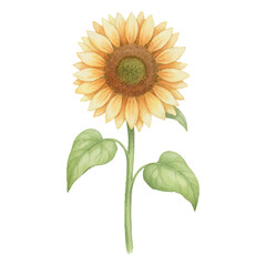 Fototapeta premium ひまわりの水彩イラスト（夏の花・ボタニカル素材）