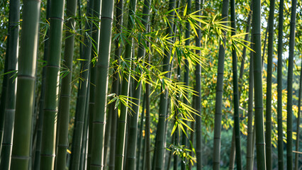 Lush Green Bamboo Forest With Tall Stalks And Vibrant Leaves In Sunlight, Natural Setting