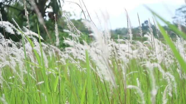 Gentle Swaying Cogon Grass Field in a Soft Breeze