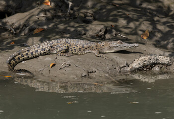 Portrait of a  Saltwater crocodile basking in sun at Sundarban tiger reserve, India