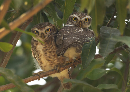 Spotted owlets perched on a tree at Balli island of Sundarban, India