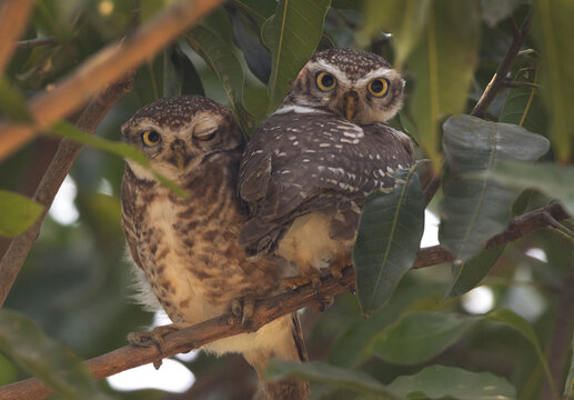 A pair of Spotted owlet perched on a tree at Balli island of Sundarban, India