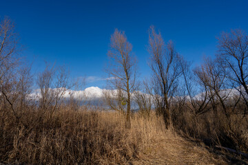 Fototapeta premium Scenic landscape of a renatured wetlands area at the mouth of the Bregenzer Ache river in Bregenz, Vorarlberg, Austria, featuring dry winter reeds and bare trees under a clear blue sky