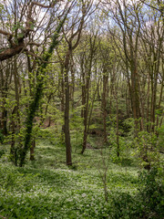 Obraz premium Springtime walk through woodland along the Trent and Mersey canal, Chehsire, UK