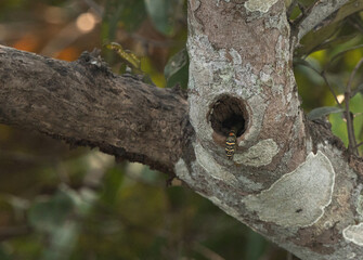 Obraz premium Ornate Flying Snake in a mangrove tree hollow at Sundarban tiger reserve, India