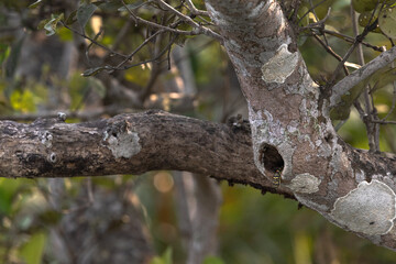 Fototapeta premium Ornate Flying Snake in tree burrow at Sundarban tiger reserve, India