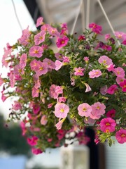 Naklejka premium Pink flowers hanging from terrace ceiling in the summer