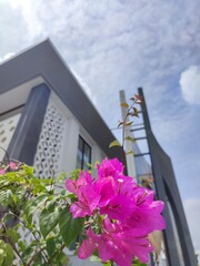 Pink Bougainvillea Flowers Against Blue Sky