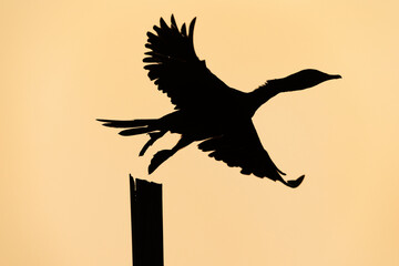 Fototapeta premium Silhouette of Little cormorant takeoff at Purbasthali oxbow lake, India