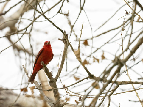 Summer tanager perched in a tree in Arizona