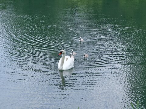 Swan with babies on the lake