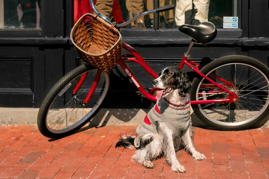cute springer spaniel sitting on red bric sidewalk in front of red bike