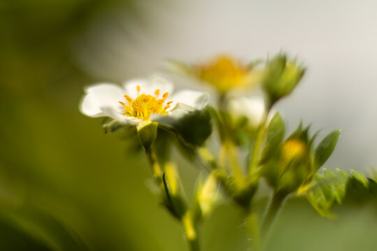 Abstrakte Aufnahme einer Erdbeerpflanzenbl&uuml;te, im Gegenlicht.