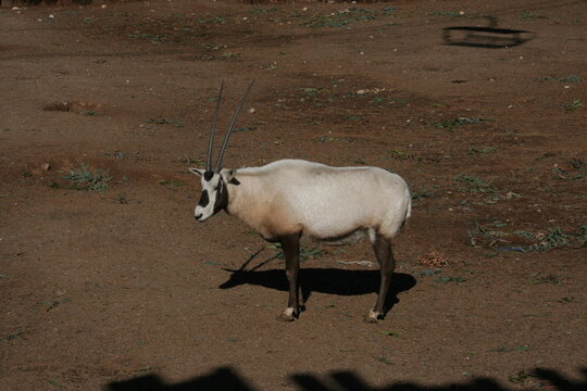 An Arabian oryx at a local zoo