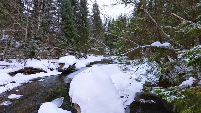 Pristine Winter Mountain River in the Carpathian Forest