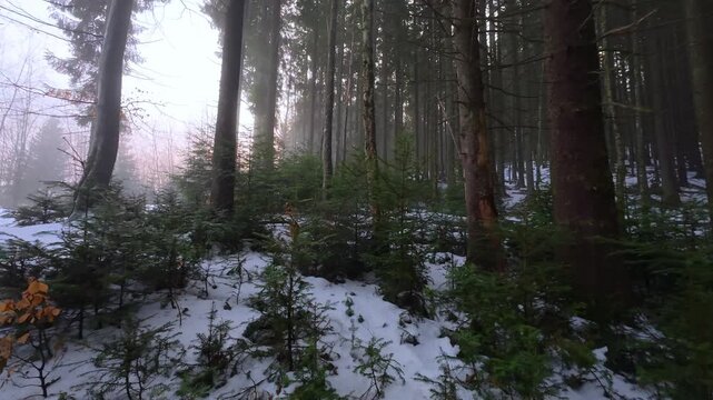 Winter Spruce Forest in the Carpathian Mountains
