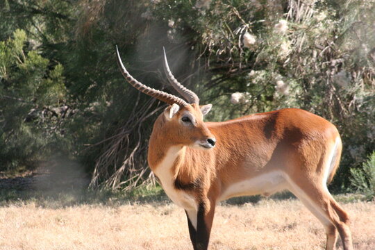A Red lechwe at a local zoo