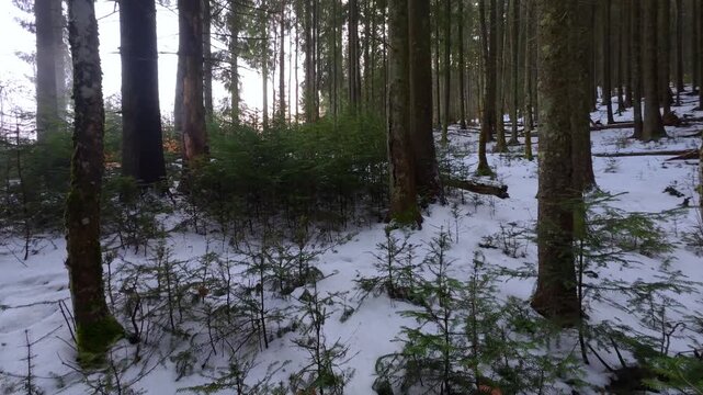 Winter Spruce Forest in the Carpathian Mountains