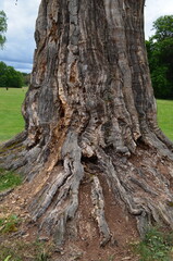 Stary pień drzewa z głęboką korą © Ewa