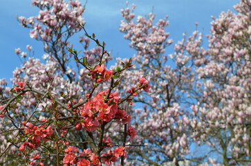 Kwitnące drzewa ozdobne na tle błękitnego nieba, magnolie, © Ewa