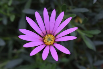 Obraz premium African Daisy