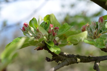 Pąki kwiatowe jabłoni wiosną © Ewa
