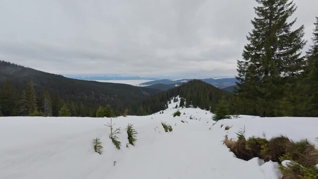 Winter Spruce Forest in the Carpathian Mountains