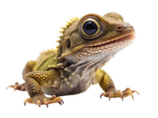 Fototapeta premium Cute baby tuatara lizard with spiky back isolated on transparent background