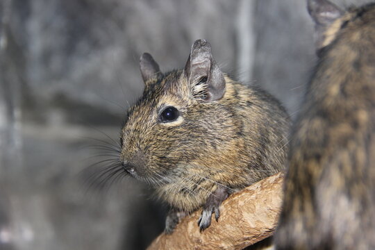 A Degu at a local zoo