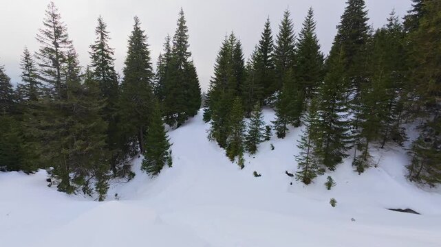 Winter Spruce Forest in the Carpathian Mountains