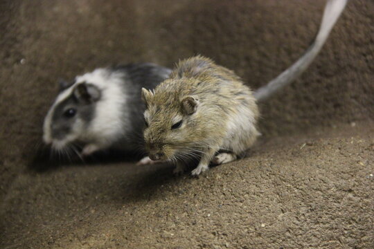 A Mongolian jird at a local zoo