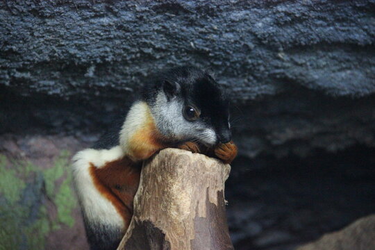 A Prevost's squirrel at a local zoo