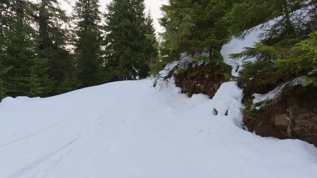 Snow-covered mountain trail through a dense green pine forest