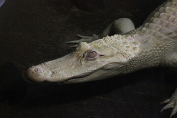 Obraz premium A White American Alligator at a local zoo