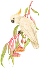 Watercolor sulphur-crested cockatoo bird composition © b.illustrations
