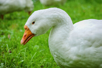 Fototapeta premium White domestic goose on green grass