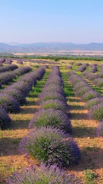Aerial drone view of a blooming lavender field at sunset, endless purple bushes forming natural patterns across the landscape, bathed in warm golden evening light.