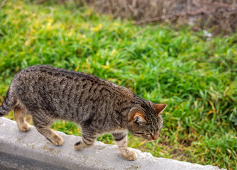 Tabby cat walking carefully along concrete curb with green grass background, outdoor urban animal scene in natural daylight
