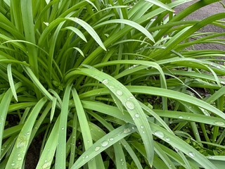 Obraz premium Close up of lush green grass leaves with raindrops after rain. Fresh spring texture background in natural daylight. Concept of moisture, growth, ecology and nature renewal