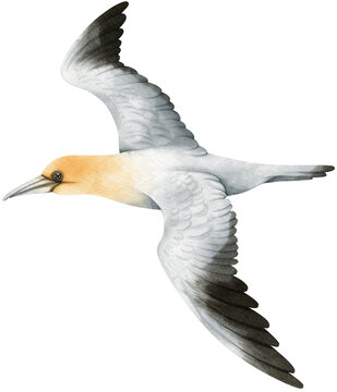 Gannet Bird watercolor illustration