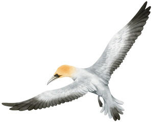 Fototapeta premium Gannet Bird watercolor illustration