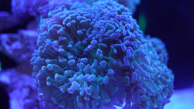 feeler of actinia or sea anemone in sea with coral Reef in Sunlightmarine aquarium.