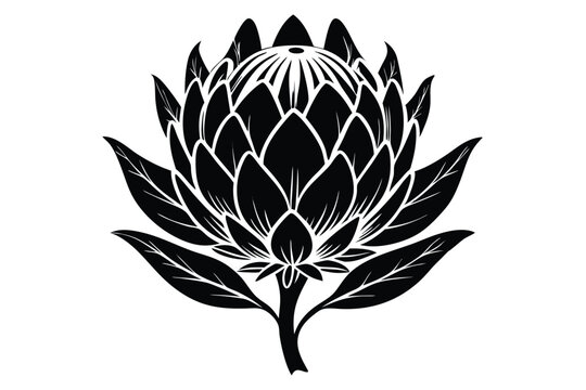 protea silhouette line art vector illustration