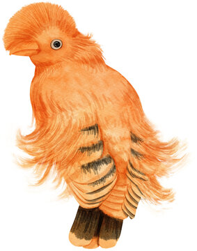 Guianan cock of the rock Bird watercolor illustration