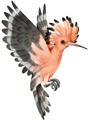 Hoopoe bird Bird watercolor illustration © b.illustrations