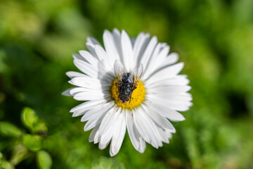 Fototapeta premium a single common daisy with white petals and a bright yellow center, with a small dark fly or insect perched directly on the central disc, set against a soft-focus green background.